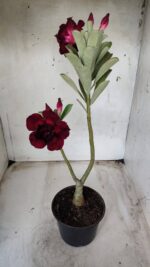 ENXERTO 11649 – 35cm (cor LM 548) - Imagem 2