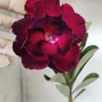 ENXERTO 11649 – 35cm (cor LM 548)