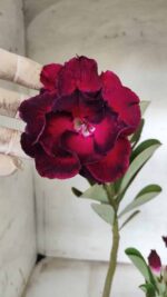 ENXERTO 11649 – 35cm (cor LM 548)