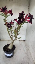 ENXERTO 11651 – 30cm (cor LM 800) - Imagem 2