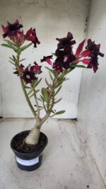 ENXERTO 11651 – 30cm (cor LM 800) - Imagem 8