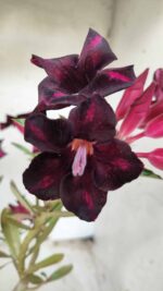 ENXERTO 11651 – 30cm (cor LM 800)