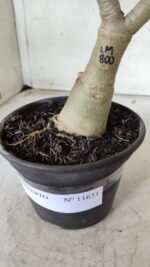 ENXERTO 11651 – 30cm (cor LM 800) - Imagem 6