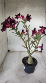 ENXERTO 11651 – 30cm (cor LM 800) - Imagem 5