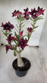 ENXERTO 11651 – 30cm (cor LM 800) - Imagem 4