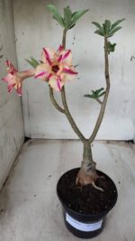 ENXERTO 11652 – 30cm (cor LM 694) - Imagem 2