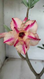 ENXERTO 11652 – 30cm (cor LM 694)