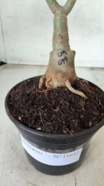 ENXERTO 11652 – 30cm (cor LM 694) - Imagem 7