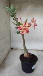 ENXERTO 11652 – 30cm (cor LM 694) - Imagem 6