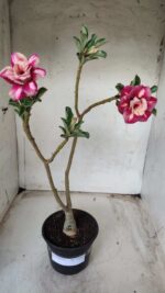 ENXERTO 11653 – 30cm (cor LM 330) - Imagem 2