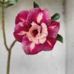 ENXERTO 11653 – 30cm (cor LM 330)