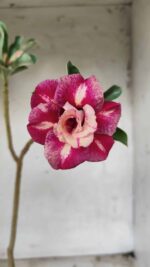 ENXERTO 11653 – 30cm (cor LM 330)