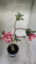 ENXERTO 11653 – 30cm (cor LM 330) - Imagem 4