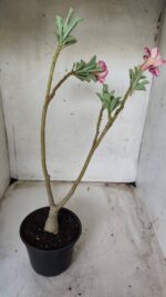 ENXERTO 11653 – 30cm (cor LM 330) - Imagem 5