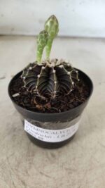 GYMNOCALYCIUM Friedrichii LB 2178 - Nº 372 – vaso 09 - Imagem 10