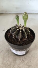 GYMNOCALYCIUM Friedrichii LB 2178 - Nº 372 – vaso 09 - Imagem 9