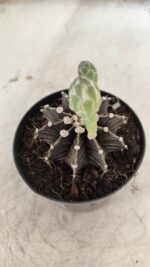 GYMNOCALYCIUM Friedrichii LB 2178 - Nº 372 – vaso 09 - Imagem 8