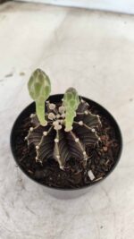 GYMNOCALYCIUM Friedrichii LB 2178 - Nº 372 – vaso 09 - Imagem 6