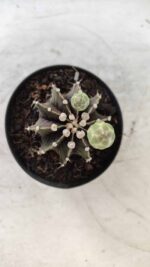 GYMNOCALYCIUM Friedrichii LB 2178 - Nº 372 – vaso 09 - Imagem 3