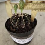 GYMNOCALYCIUM Friedrichii LB 2178 - Nº 372 – vaso 09