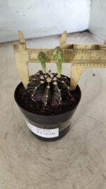 GYMNOCALYCIUM Friedrichii LB 2178 - Nº 372 – vaso 09 - Imagem 7