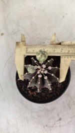 GYMNOCALYCIUM Friedrichii LB 2178 - Nº 372 – vaso 09 - Imagem 5