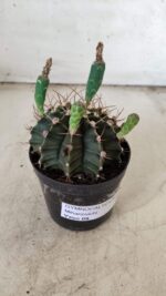 Gymnocalycium Mihanovichii  Nº 385 – vaso 09 - Imagem 10