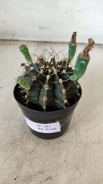Gymnocalycium Mihanovichii  Nº 385 – vaso 09 - Imagem 9