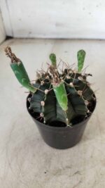 Gymnocalycium Mihanovichii  Nº 385 – vaso 09 - Imagem 8