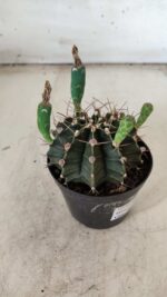 Gymnocalycium Mihanovichii  Nº 385 – vaso 09 - Imagem 7