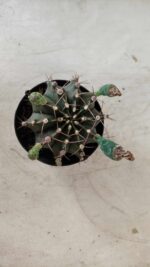 Gymnocalycium Mihanovichii  Nº 385 – vaso 09 - Imagem 3