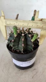 Gymnocalycium Mihanovichii  Nº 385 – vaso 09