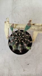 Gymnocalycium Mihanovichii  Nº 385 – vaso 09 - Imagem 5