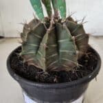 Gymnocalycium Mihanovichii  Nº 387 – vaso 15