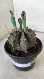 Gymnocalycium Mihanovichii  Nº 387 – vaso 15 - Imagem 9