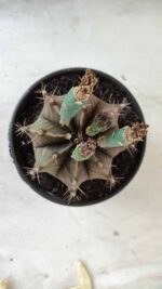 Gymnocalycium Mihanovichii  Nº 387 – vaso 15 - Imagem 3