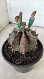 Gymnocalycium Mihanovichii  Nº 387 – vaso 15 - Imagem 7
