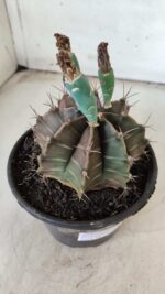 Gymnocalycium Mihanovichii  Nº 387 – vaso 15 - Imagem 6
