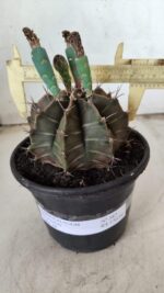 Gymnocalycium Mihanovichii  Nº 387 – vaso 15 - Imagem 4