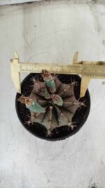 Gymnocalycium Mihanovichii  Nº 387 – vaso 15 - Imagem 5