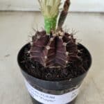 Gymnocalycium Mihanovichii “Purple” Nº 383 – vaso 09