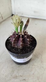 Gymnocalycium Mihanovichii “Purple” Nº 383 – vaso 09 - Imagem 9