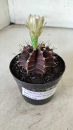 Gymnocalycium Mihanovichii “Purple” Nº 383 – vaso 09 - Imagem 8