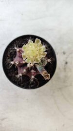 Gymnocalycium Mihanovichii “Purple” Nº 383 – vaso 09 - Imagem 3