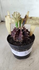 Gymnocalycium Mihanovichii “Purple” Nº 383 – vaso 09 - Imagem 4