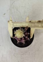 Gymnocalycium Mihanovichii “Purple” Nº 383 – vaso 09 - Imagem 5