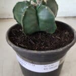 MATRIZ ASTROPHYTUM cv KIKKO Nº 650 – vaso 15