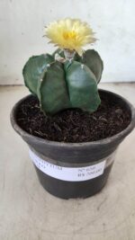 MATRIZ ASTROPHYTUM cv KIKKO Nº 650 – vaso 15