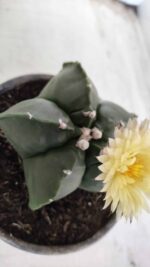 MATRIZ ASTROPHYTUM cv KIKKO Nº 650 – vaso 15 - Imagem 10