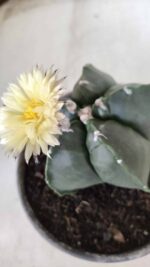 MATRIZ ASTROPHYTUM cv KIKKO Nº 650 – vaso 15 - Imagem 5